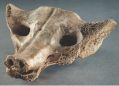 Camelid sacrum in shape of canine
Central Mexico 14000- 7000 B.C.E.
Bone
Sculpture from camel like animal bone from back of spine with triangular shape
Uses already present features to make an image of a dog/wolf
Shows use of one natural form to make another
Mesoamerican idea of 2nd skull Camelid sacrum in shape of canine
Central Mexico 14000- 7000 B.C.E.
Bone
Sculpture from camel like animal bone from back of spine with triangular shape
Uses already present features to make an image of a dog/wolf
Shows use of one natural form to make another
Mesoamerican idea of 2nd skull