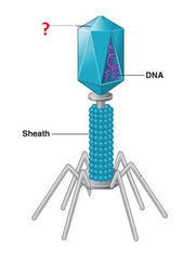 capsid capsid