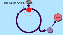 carbon fixation carbon fixation