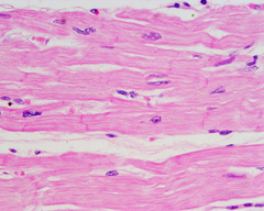 cardiac muscle cardiac muscle