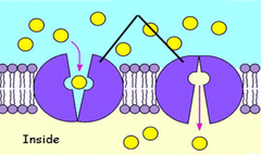carrier protein carrier protein
