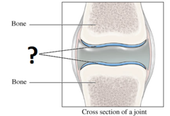 cartilage cartilage