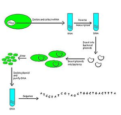 cDNA library cDNA library