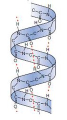 α-helix α-helix