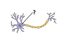 cell body cell body