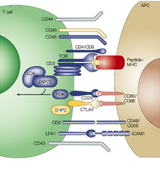 cell-cell recognition cell-cell recognition