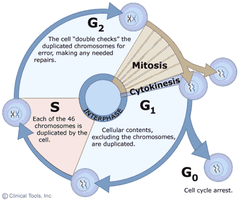cell cycle cell cycle