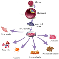 cell differentiation cell differentiation