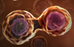 cell division cell division