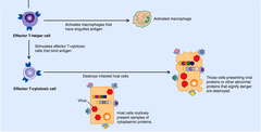 cell-mediated immune response cell-mediated immune response