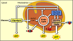 cellular respiration cellular respiration