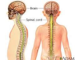 Central Nervous System (CNS) Central Nervous System (CNS)