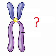 centromere centromere