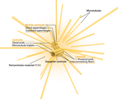 centrosome centrosome