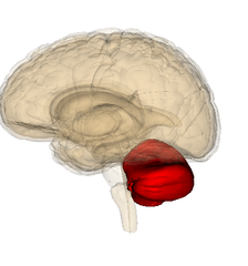 cerebellum cerebellum