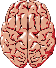cerebral hemispheres cerebral hemispheres