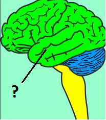 cerebrum cerebrum
