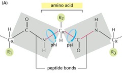 Ψ (Psi) Angle Ψ (Psi) Angle