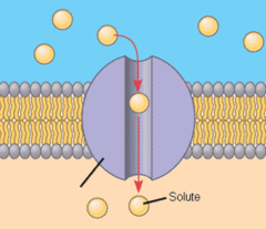 channel protein channel protein