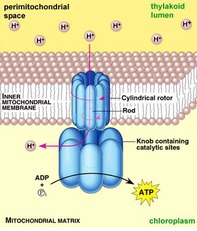 chemiosmosis chemiosmosis