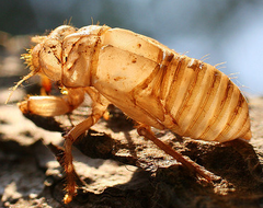chitin chitin