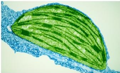 chloroplasts chloroplasts