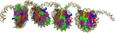 chromatin chromatin