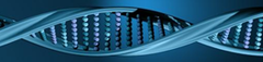 chromosome theory of inheritance chromosome theory of inheritance