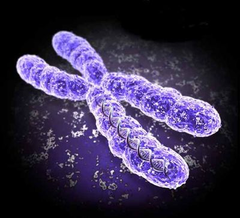 chromosomes chromosomes