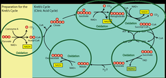 citric acid cycle citric acid cycle