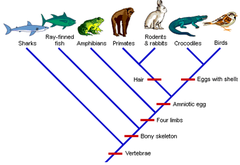 cladogram cladogram