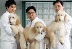 cloning cloning
