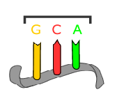 codons codons