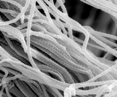 collagenous fibers collagenous fibers