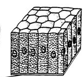 columnar epithelium columnar epithelium