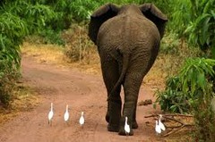 commensalism commensalism