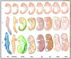 comparative embryology comparative embryology
