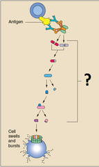complement system complement system