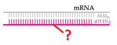 complementary DNA (cDNA) complementary DNA (cDNA)