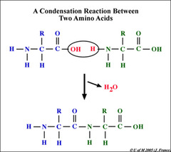 Condensation Reaction Condensation Reaction