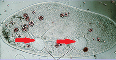 contractile vacuoles contractile vacuoles