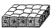 cubiodal epithelium cubiodal epithelium