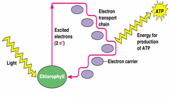 cyclic photophosphorolation cyclic photophosphorolation