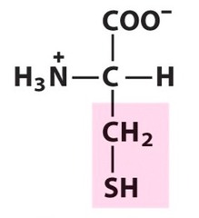 Cysteine Cysteine