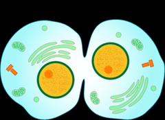 cytokinesis cytokinesis