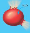cytolysis cytolysis