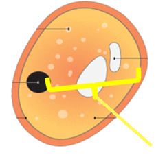 cytoplasm cytoplasm