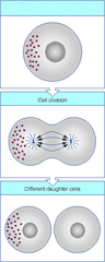 cytoplasmic determinants cytoplasmic determinants