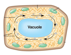 cytoplasmic streaming cytoplasmic streaming