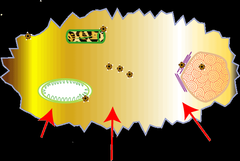 cytosol cytosol